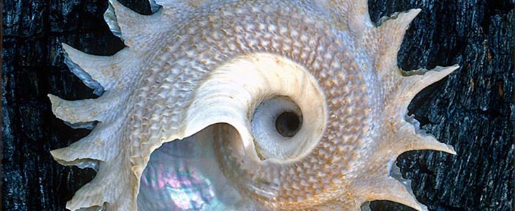 example of what size images should be for the web